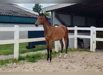 Westfale, Stute, 2 Jahre, Brauner