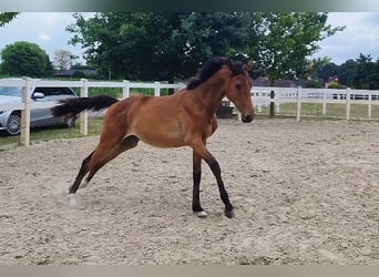 Westfale, Stute, 2 Jahre, Brauner