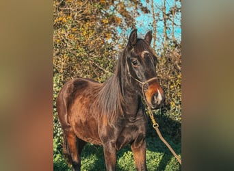 Westfale, Stute, 2 Jahre