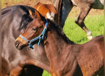 Westfale, Stute, 2 Jahre, Dunkelbrauner