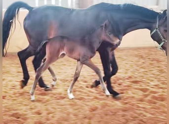 Westfale, Stute, 2 Jahre, Dunkelbrauner