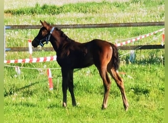 Westfale, Stute, 2 Jahre, Dunkelbrauner