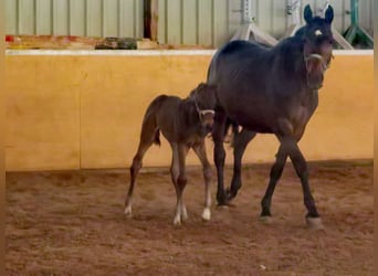 Westfale, Stute, 2 Jahre, Dunkelbrauner