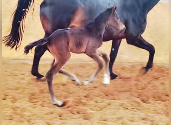 Westfale, Stute, 2 Jahre, Dunkelbrauner
