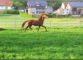 Westfale, Stute, 2 Jahre, Fuchs