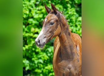 Westfale, Stute, 2 Jahre, Fuchs