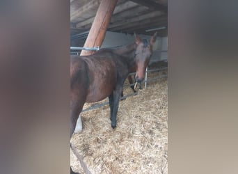 Westfale, Stute, 2 Jahre, Rappe