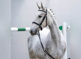 Westfale, Stute, 2 Jahre, Schimmel