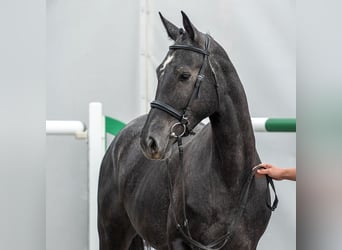 Westfale, Stute, 2 Jahre, Schimmel