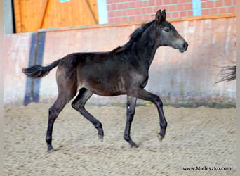 Westfale, Stute, 2 Jahre, Schwarzbrauner