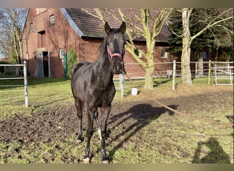 Westfale, Stute, 2 Jahre, Schwarzbrauner