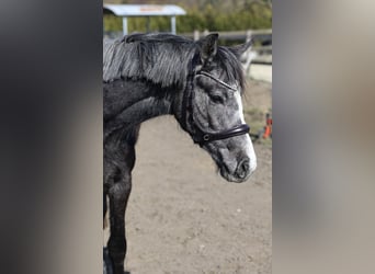 Westfale, Stute, 3 Jahre, 156 cm, Apfelschimmel