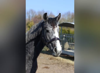 Westfale, Stute, 3 Jahre, 156 cm, Apfelschimmel