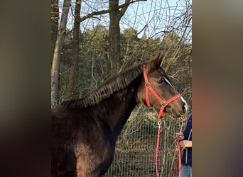 Westfale, Stute, 3 Jahre, 156 cm, Rappe