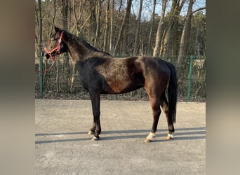 Westfale, Stute, 3 Jahre, 156 cm, Rappe