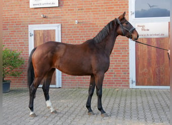 Westfale, Stute, 3 Jahre, 157 cm, Brauner