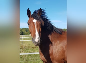Westfale, Stute, 3 Jahre, 158 cm, Brauner