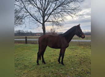 Westfale, Stute, 3 Jahre, 158 cm, Brauner