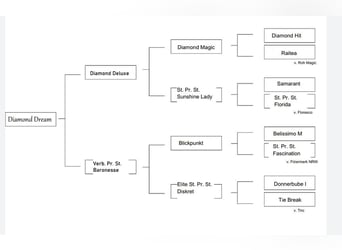 Westfale, Stute, 3 Jahre, 160 cm, Brauner