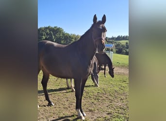 Westfale, Stute, 3 Jahre, 160 cm, Brauner