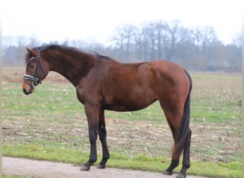 Westfale, Stute, 3 Jahre, 160 cm, Brauner