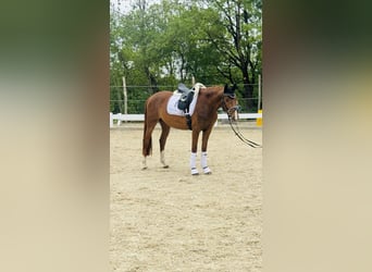 Westfale, Stute, 3 Jahre, 160 cm, Fuchs