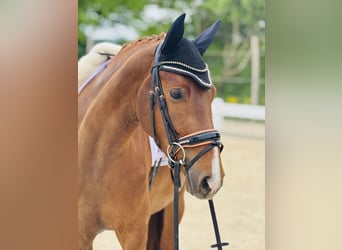 Westfale, Stute, 3 Jahre, 160 cm, Fuchs