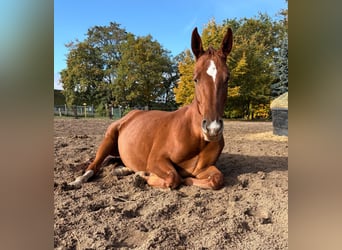 Westfale, Stute, 3 Jahre, 160 cm, Fuchs