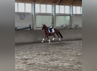 Westfale, Stute, 3 Jahre, 160 cm, Fuchs