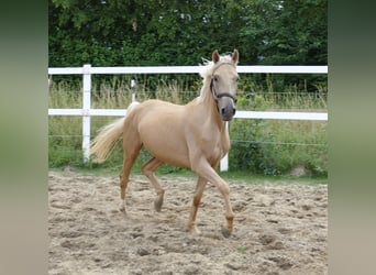 Westfale, Stute, 3 Jahre, 160 cm, Palomino