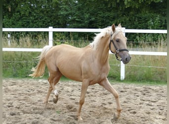 Westfale, Stute, 3 Jahre, 160 cm, Palomino