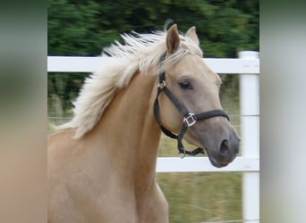 Westfale, Stute, 3 Jahre, 160 cm, Palomino