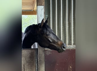 Westfale, Stute, 3 Jahre, 160 cm, Rappe