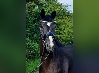 Westfale, Stute, 3 Jahre, 160 cm, Rappe