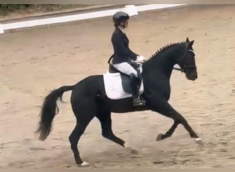 Westfale, Stute, 3 Jahre, 160 cm, Rappe