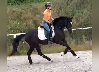 Westfale, Stute, 3 Jahre, 160 cm, Rappe