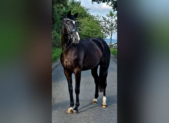 Westfale, Stute, 3 Jahre, 160 cm, Rappe