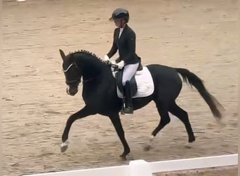 Westfale, Stute, 3 Jahre, 160 cm, Rappe