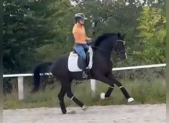 Westfale, Stute, 3 Jahre, 160 cm, Rappe