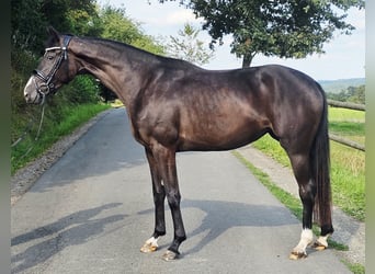 Westfale, Stute, 3 Jahre, 160 cm, Rappe