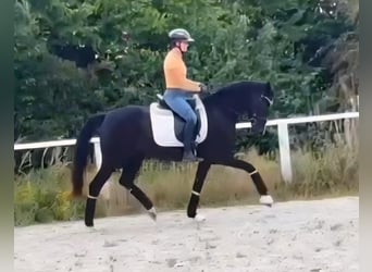 Westfale, Stute, 3 Jahre, 160 cm, Rappe