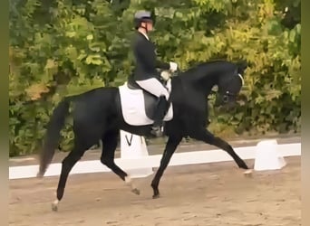Westfale, Stute, 3 Jahre, 160 cm, Rappe