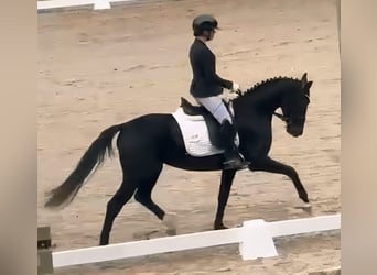 Westfale, Stute, 3 Jahre, 160 cm, Rappe