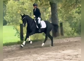 Westfale, Stute, 3 Jahre, 160 cm, Rappe