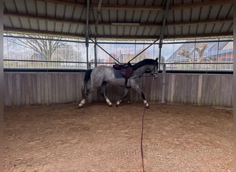 Westfale, Stute, 3 Jahre, 160 cm, Schimmel