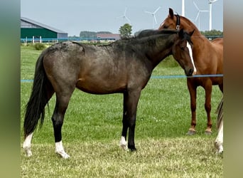 Westfale, Stute, 3 Jahre, 160 cm, Schwarzbrauner