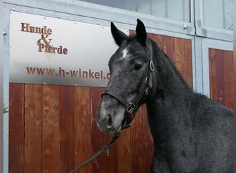 Westfale, Stute, 3 Jahre, 161 cm