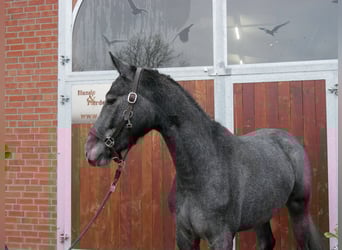 Westfale, Stute, 3 Jahre, 161 cm