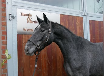 Westfale, Stute, 3 Jahre, 161 cm