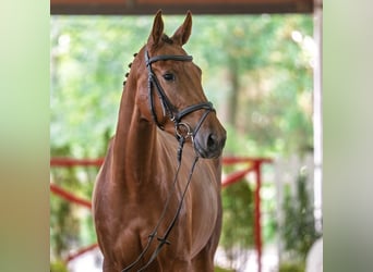 Westfale, Stute, 3 Jahre, 161 cm, Fuchs